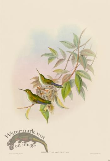 Gould Hummingbird 298
